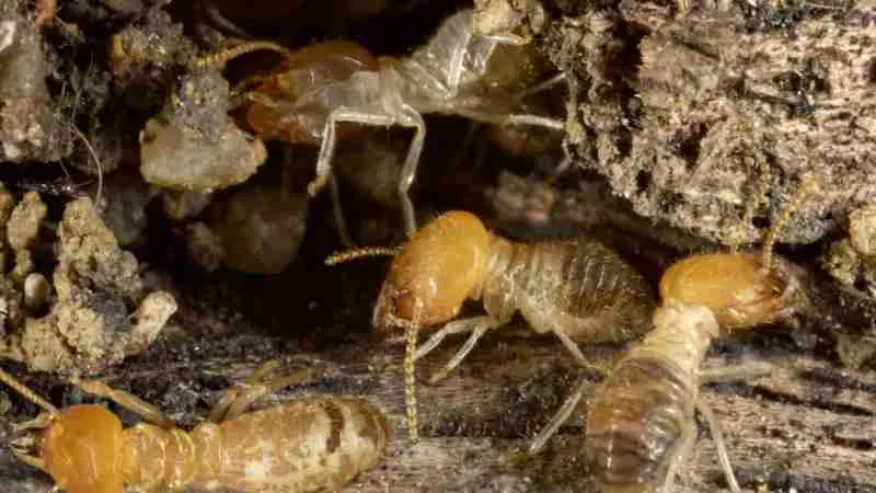 Termite Inspection Facts