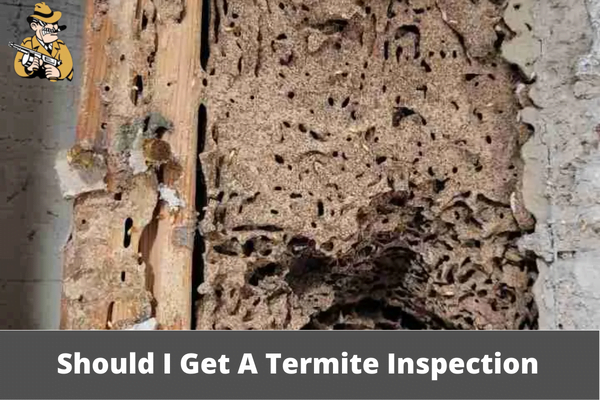 Should I Get A Termite Inspection