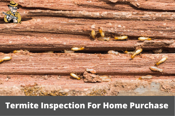 What Is A Termite Inspection For Home Purchase